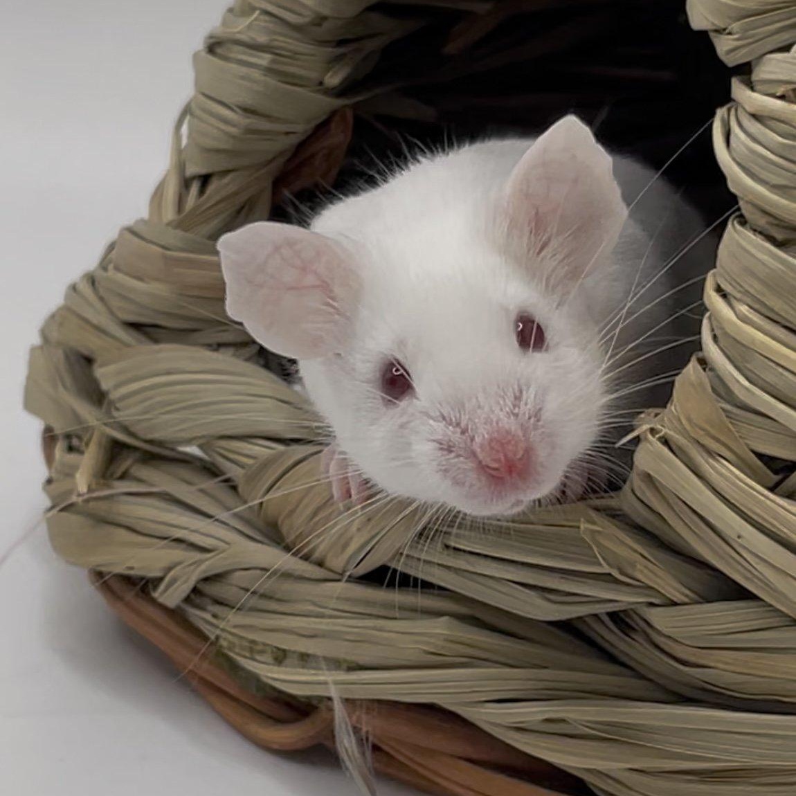 Oyster and Pearl, a Adopted Mouse in Springfield, OR image 6/6