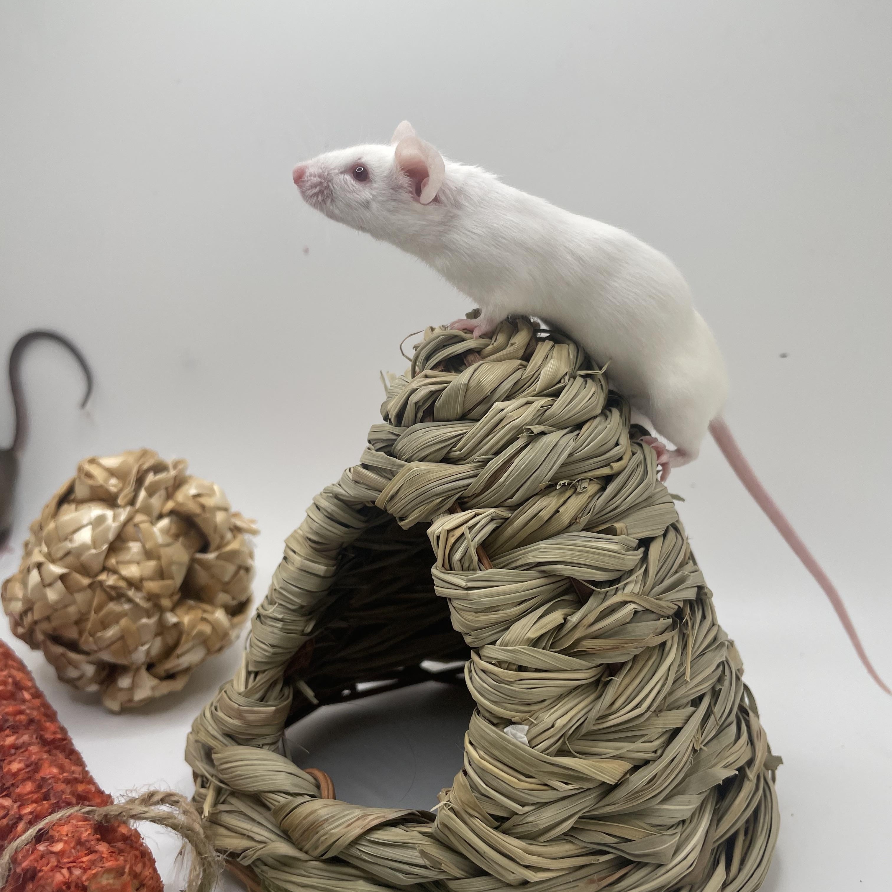 Oyster and Pearl, a Adopted Mouse in Springfield, OR image 3/6