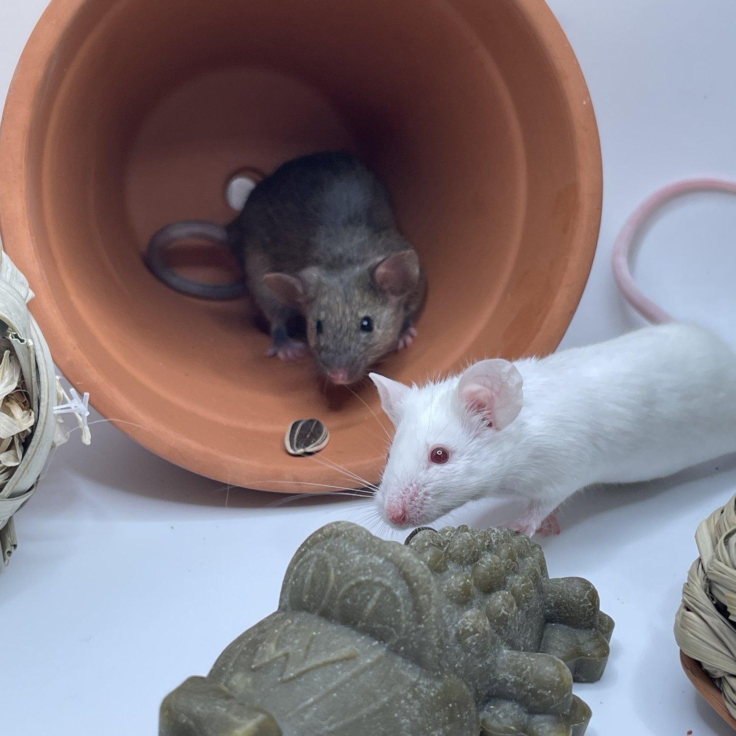 Oyster and Pearl, a Adopted Mouse in Springfield, OR image 5/6