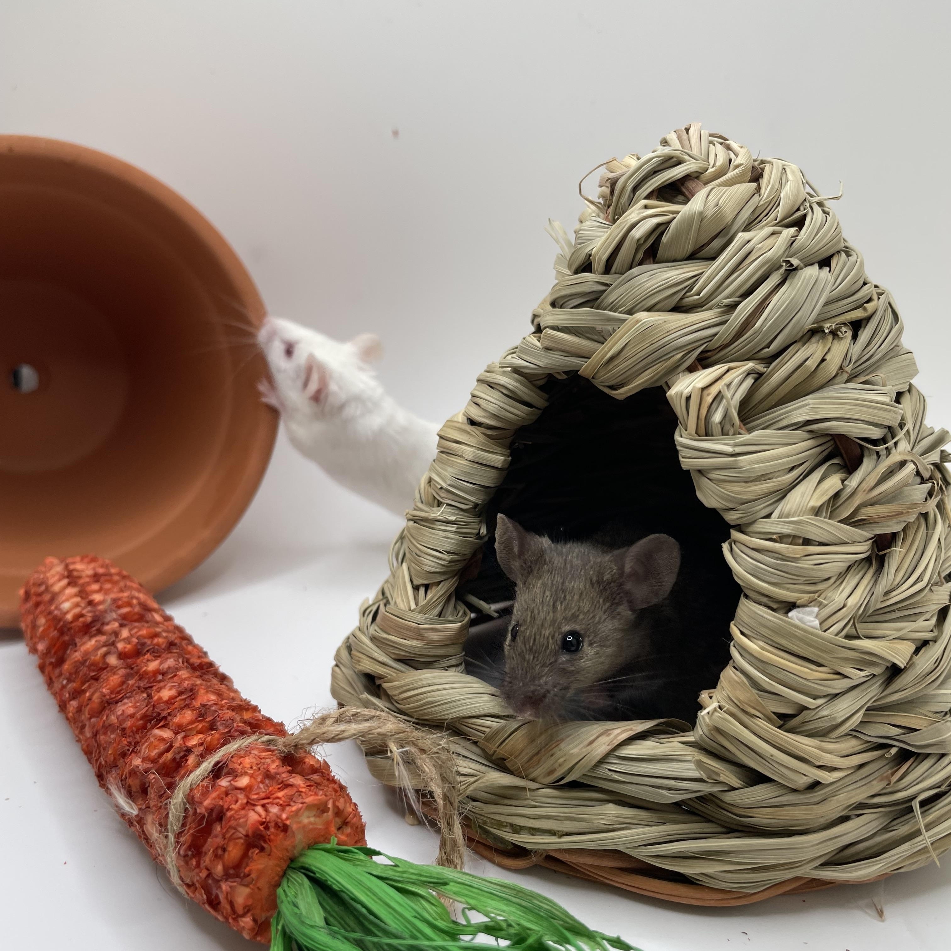 Oyster and Pearl, Adopted, Young Female Mouse.