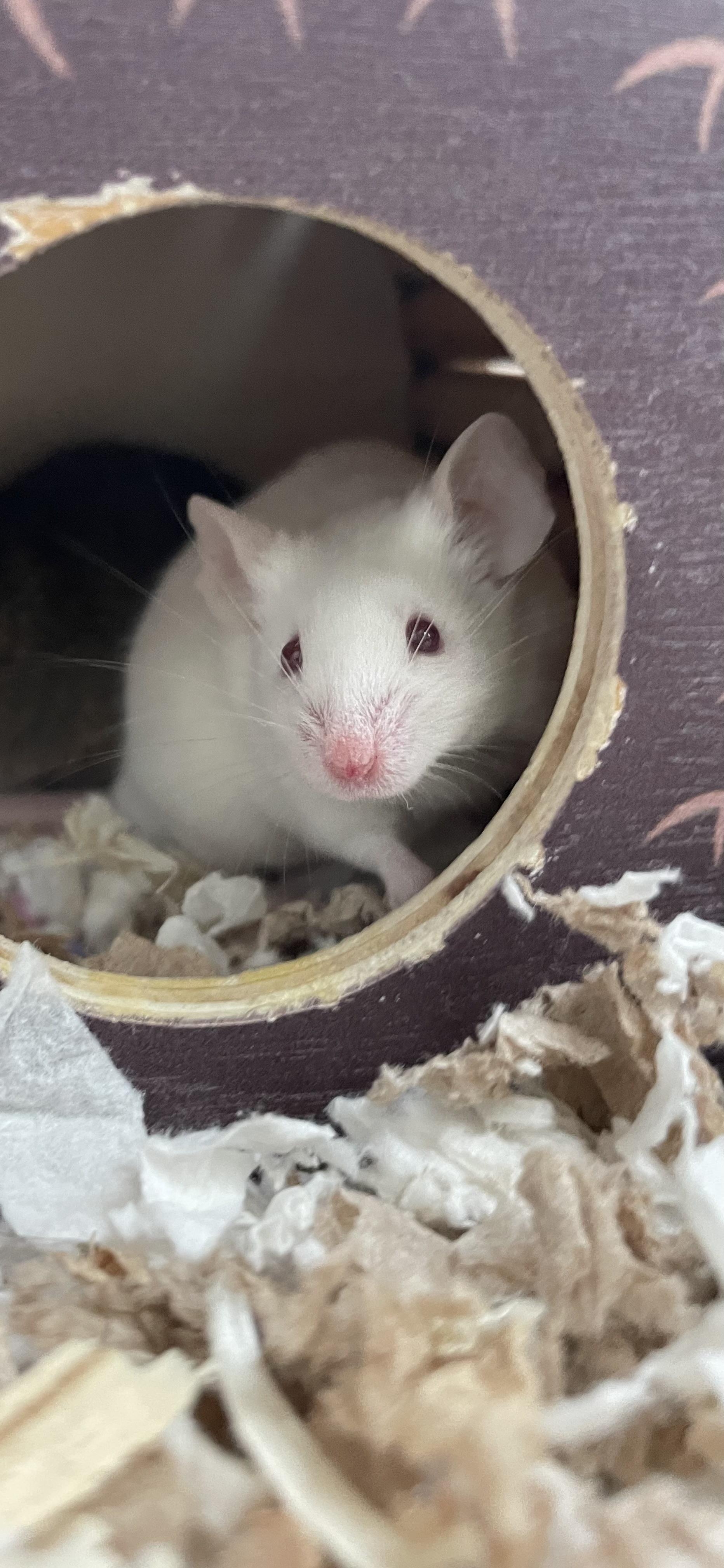 Oyster and Pearl, a Adopted Mouse in Springfield, OR image 4/6