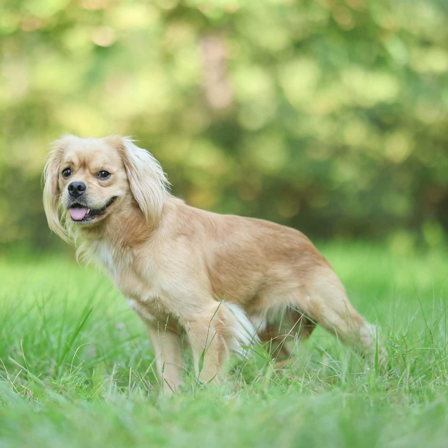 Enlarge Winston, a Adopted mixed breed in Brattleboro, VT image 3/3