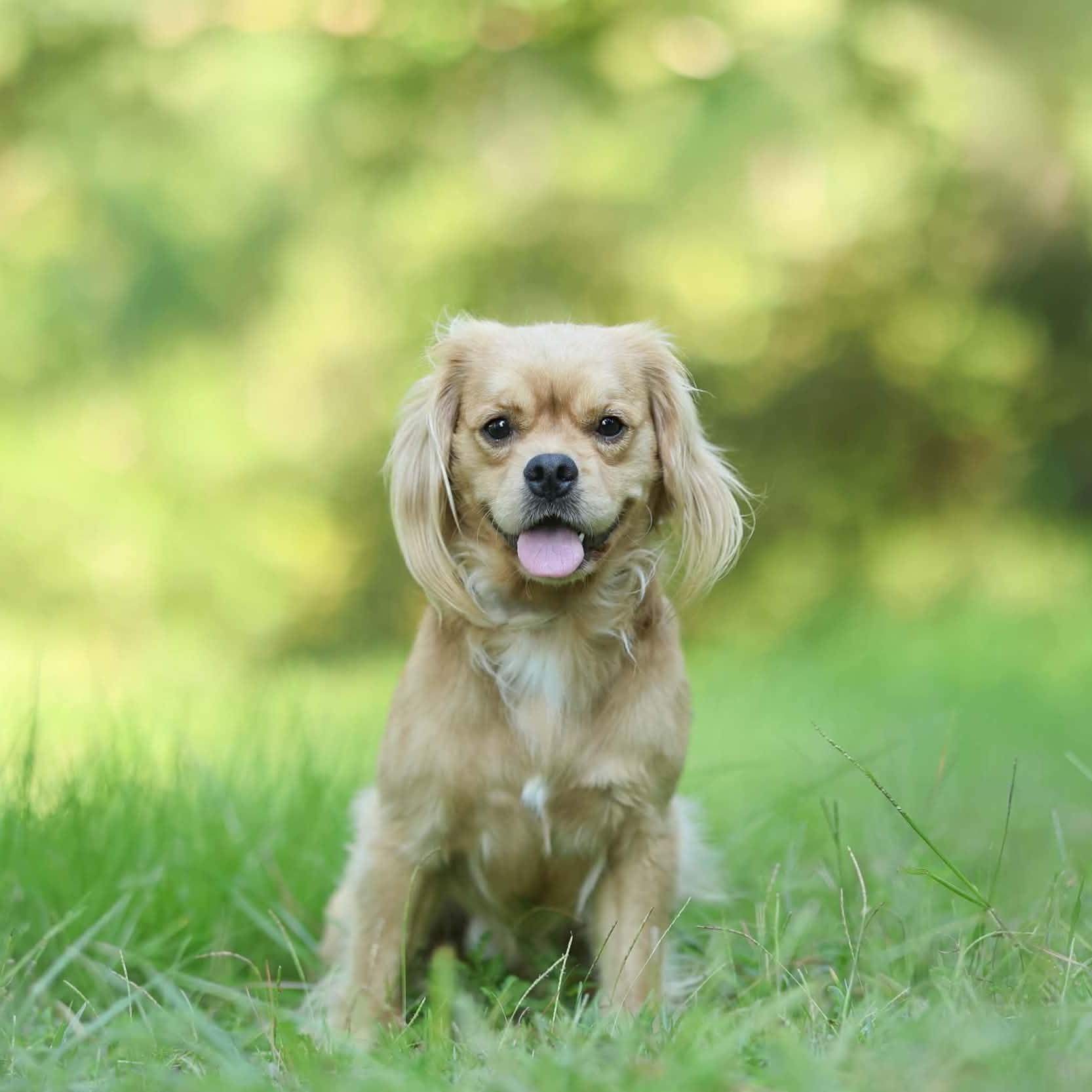 Enlarge Winston, a Adopted mixed breed in Brattleboro, VT image 1/3