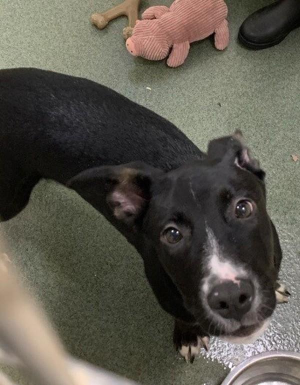 Enlarge Nikola, a Adoptable mixed breed in Vancouver, WA image 2/2