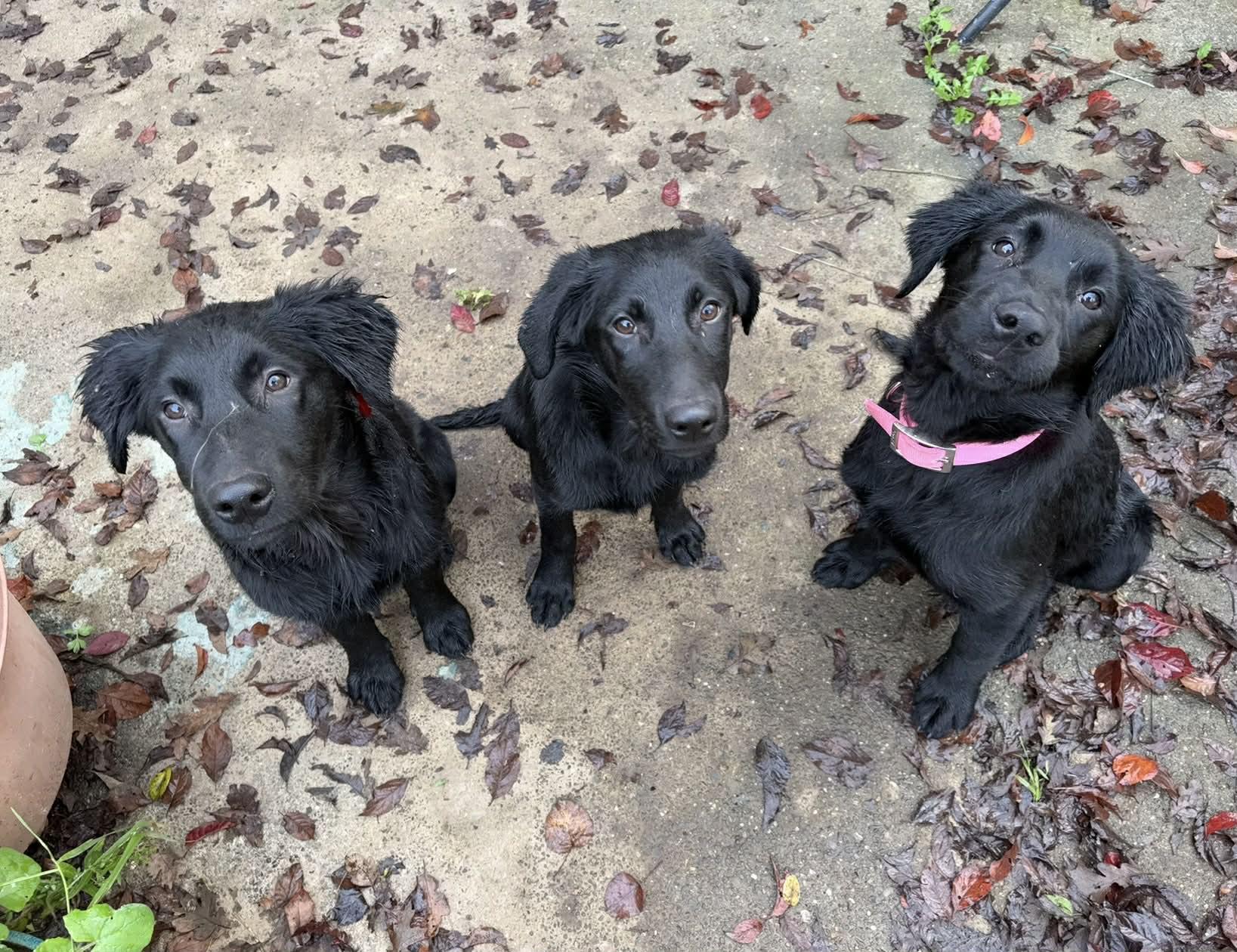 Goose, a Adoptable mixed breed in Willits , CA image 2/6