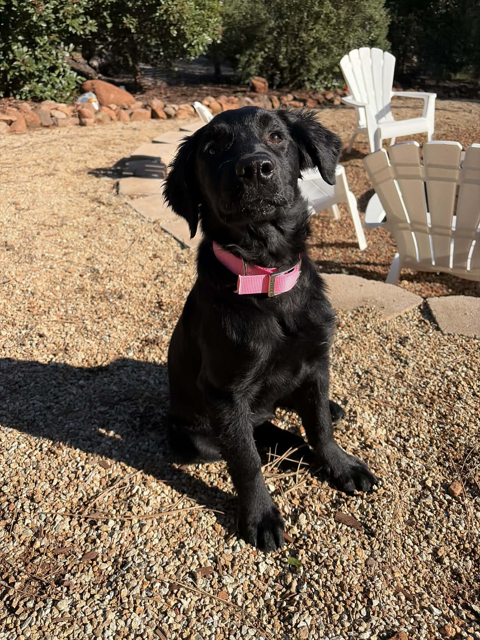 Goose, a Adoptable mixed breed in Willits , CA image 3/6