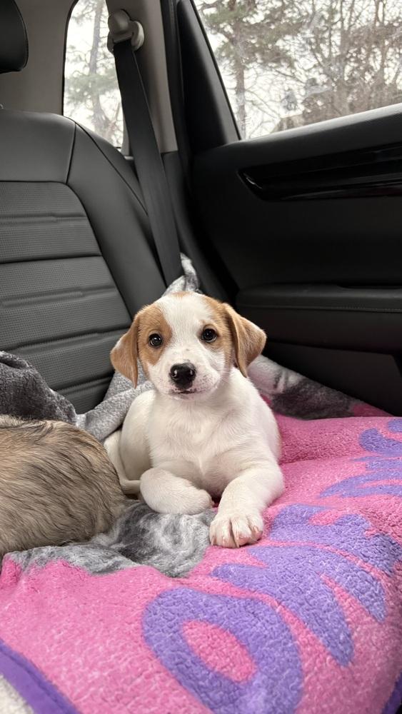 Parker, Adoptable, Puppy Male Mixed Breed.