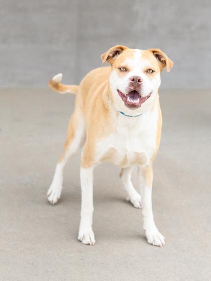 Muna, Adoptable, Adult Female Mixed Breed & Mixed Breed.