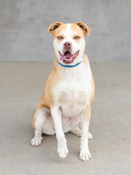 Enlarge Muna, a Adoptable mixed breed in Longmont, CO image 2/3