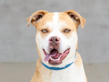 Enlarge Muna, a Adoptable mixed breed in Longmont, CO image 3/3