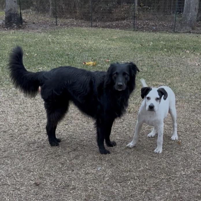 Tony - Fun and Loving Companion