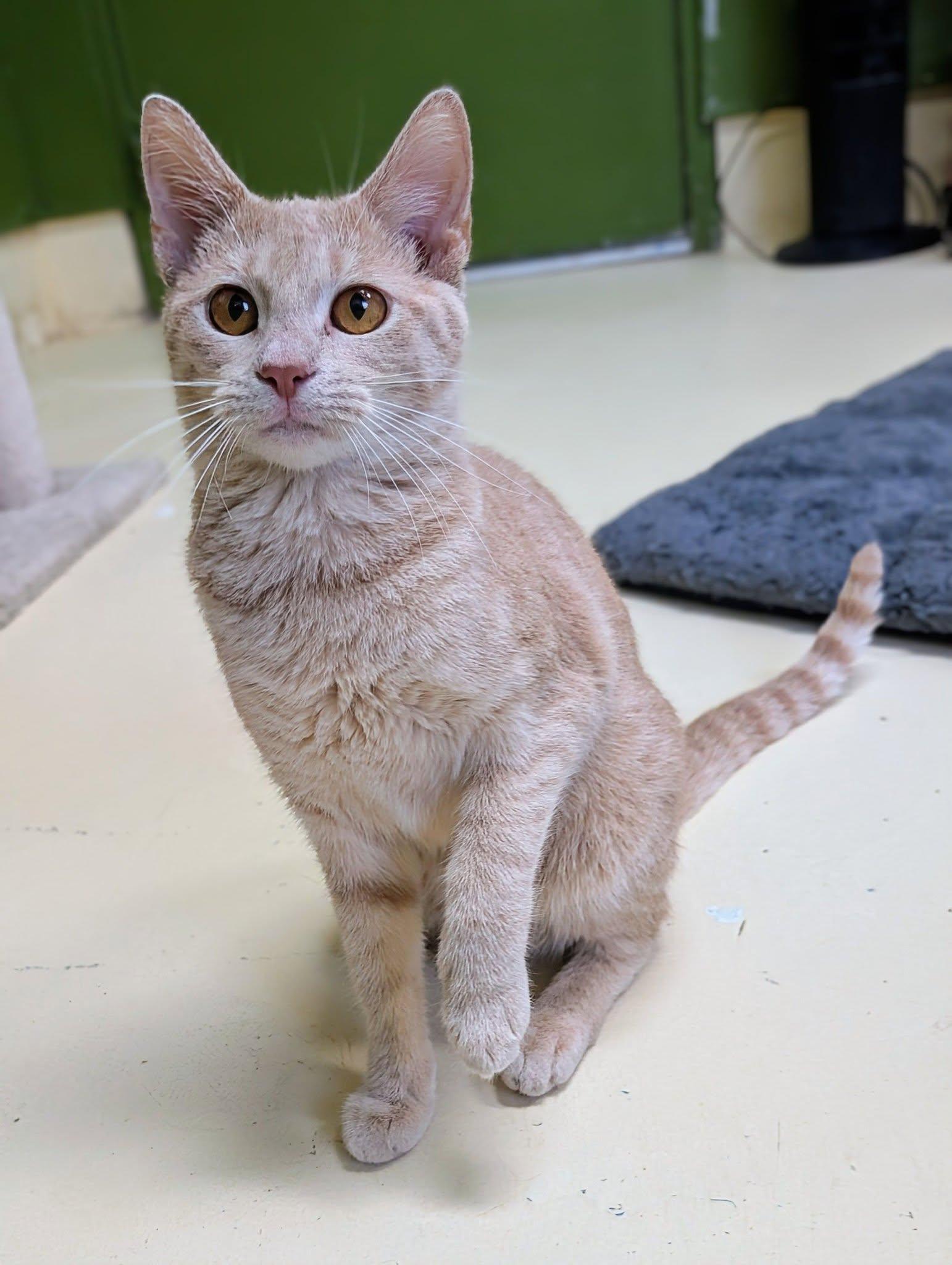 Meme, Adoptable, Adult Female Domestic Short Hair.