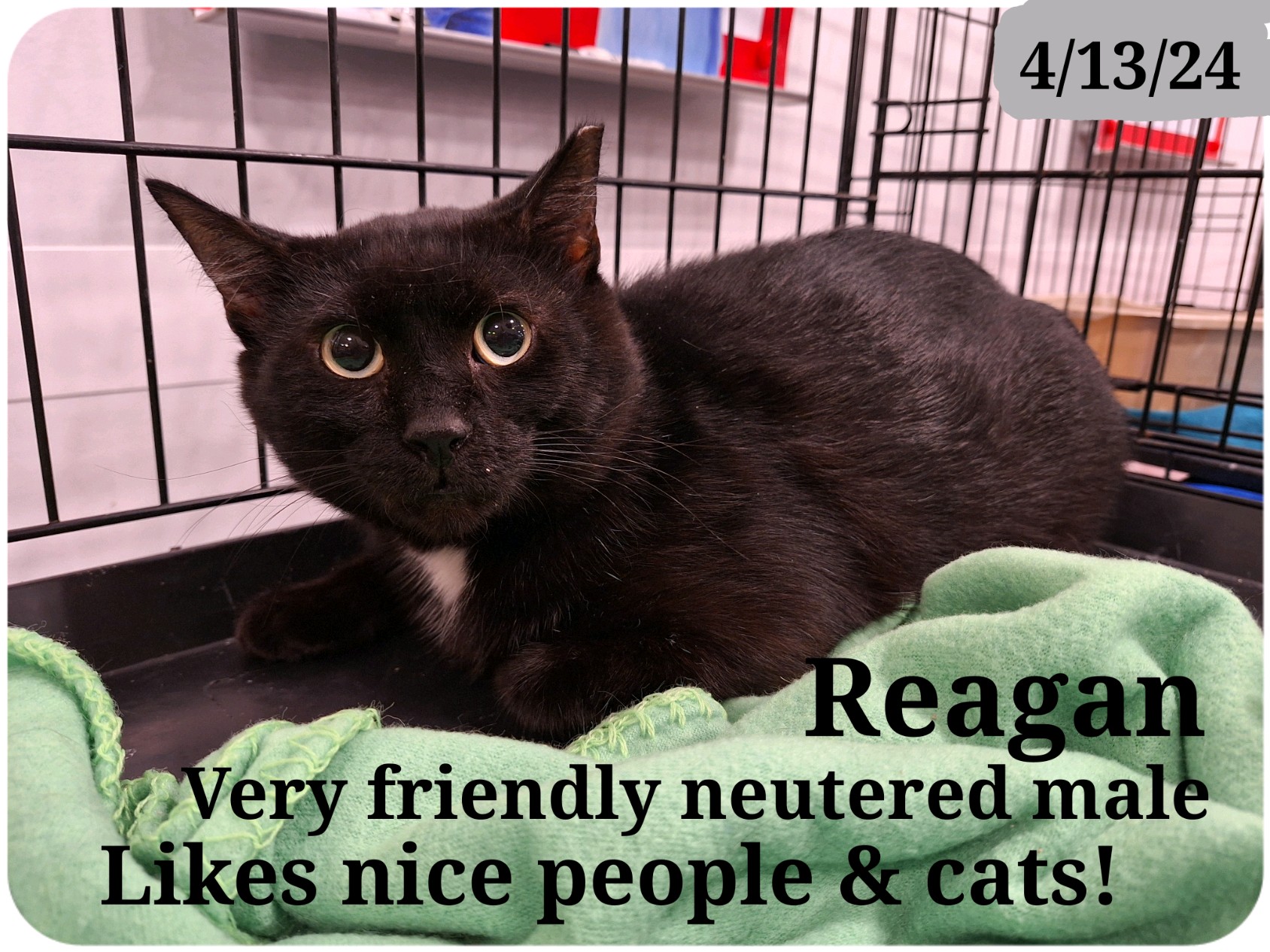 Raegan, Adoptable, Adult Male Bombay.