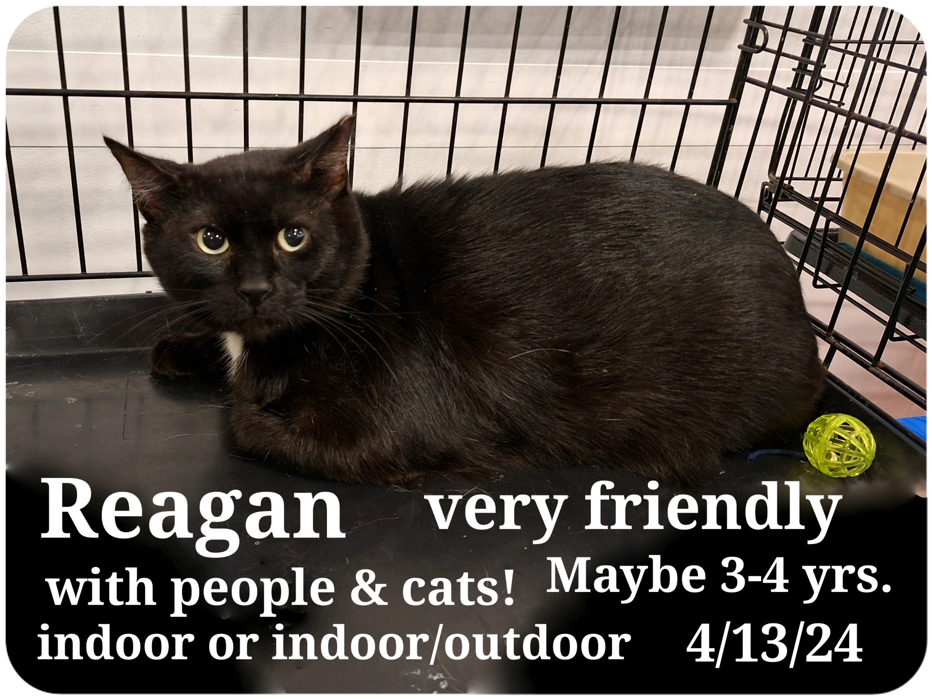 Enlarge Raegan, a Adoptable Bombay in Staunton, VA image 2/2