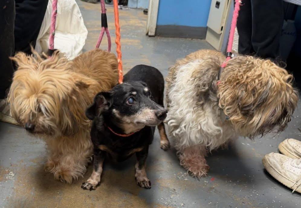 Precious, JJ & Brandy, ADOPTABLE, Adult Female Dachshund.