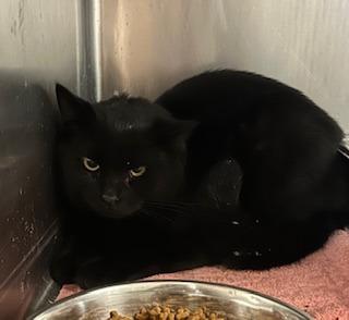 Jalepeno, Adoptable, Young Male Domestic Short Hair.