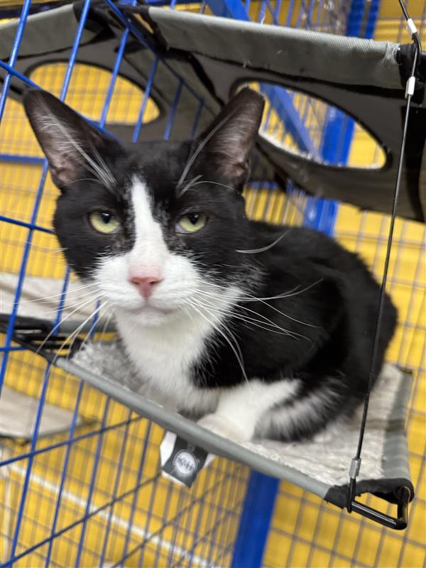 Enlarge Sonic - CHOW HOUND - ADOPTION PENDING!, a Adoptable Domestic Short Hair in Grand Rapids, MI image 1/6