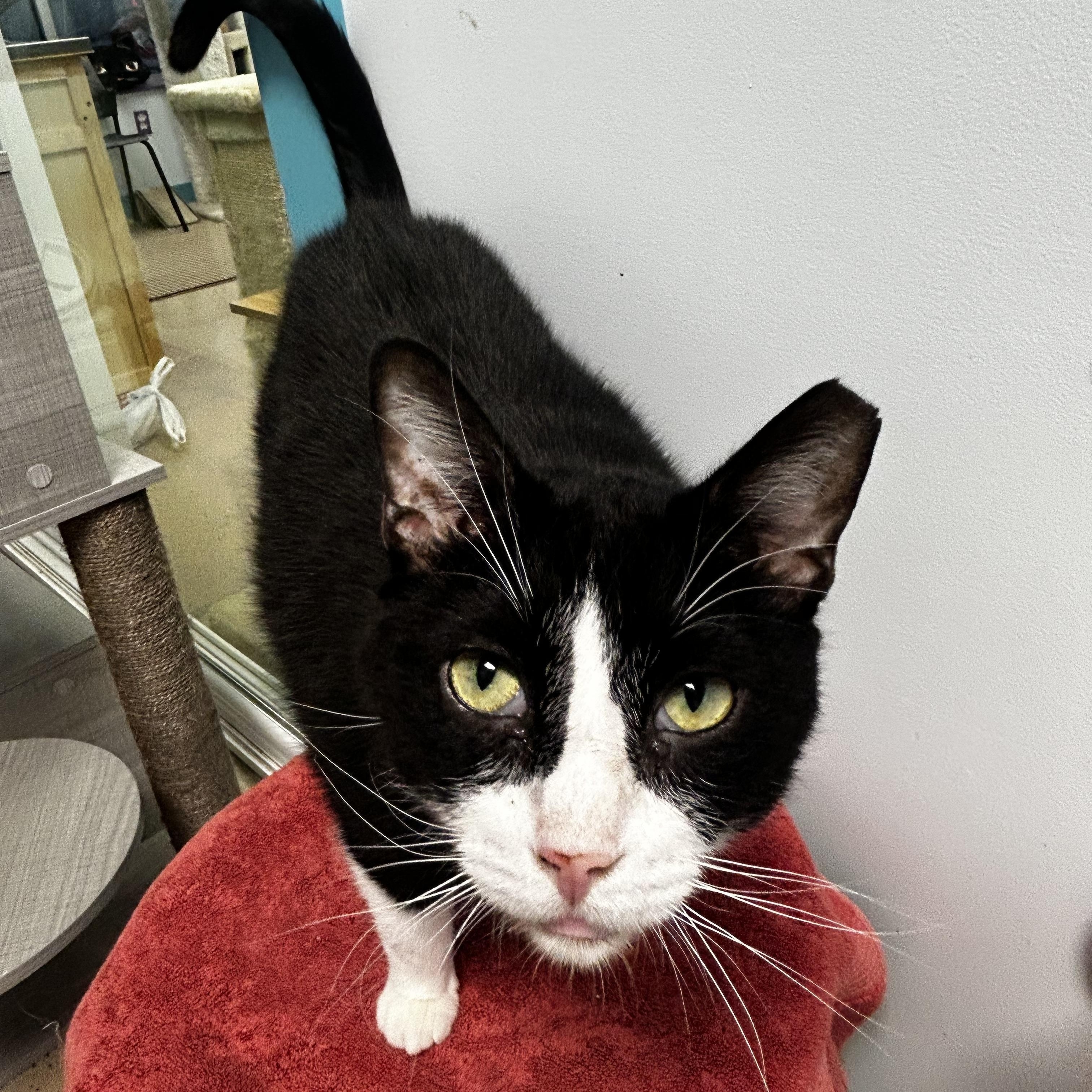 Sonic - CHOW HOUND, a Adoptable Domestic Short Hair in Grand Rapids, MI image 3/6