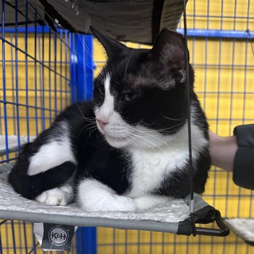 Enlarge Sonic - CHOW HOUND - ADOPTION PENDING!, a Adoptable Domestic Short Hair in Grand Rapids, MI image 2/6