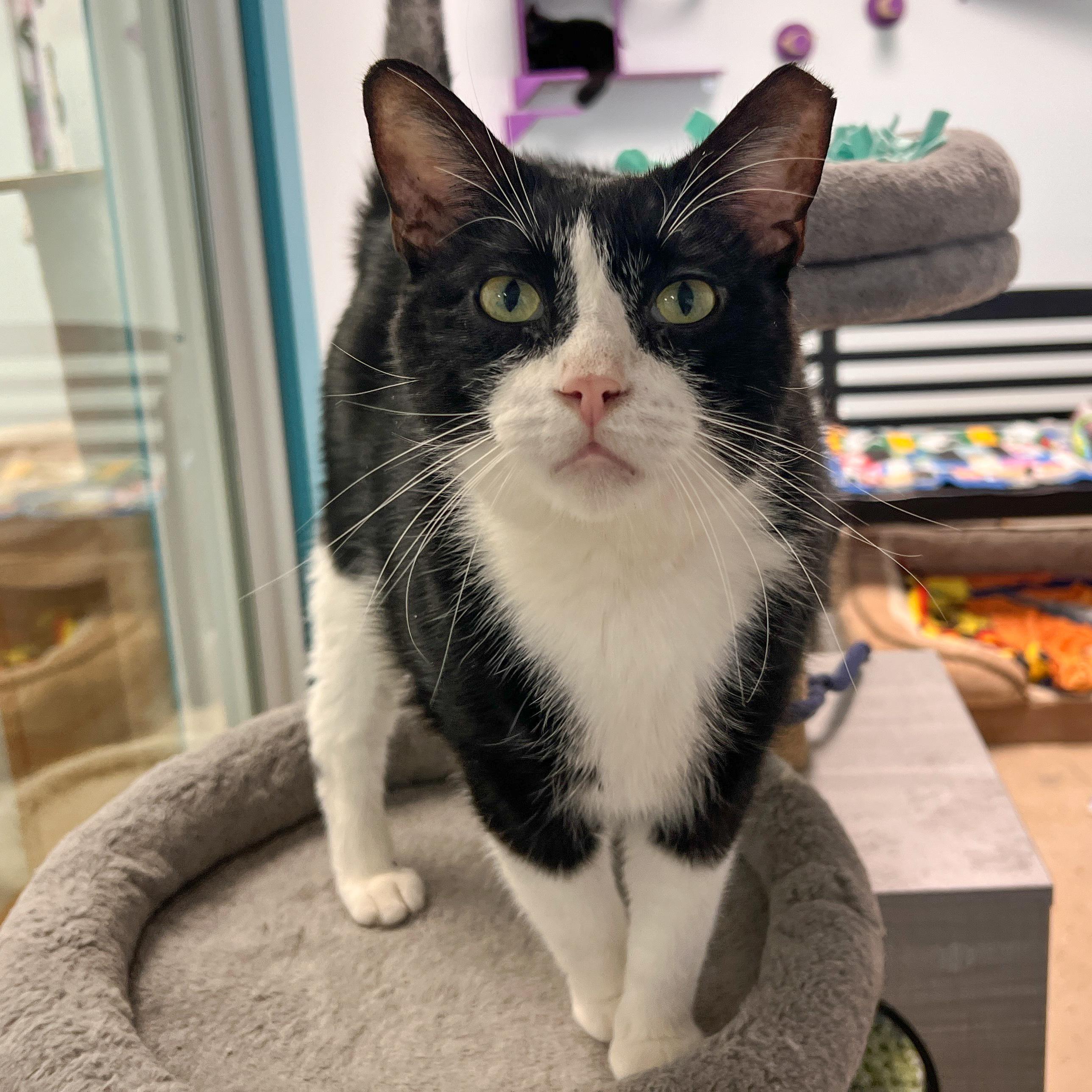 Sonic - CHOW HOUND, a Adoptable Domestic Short Hair in Grand Rapids, MI image 5/6