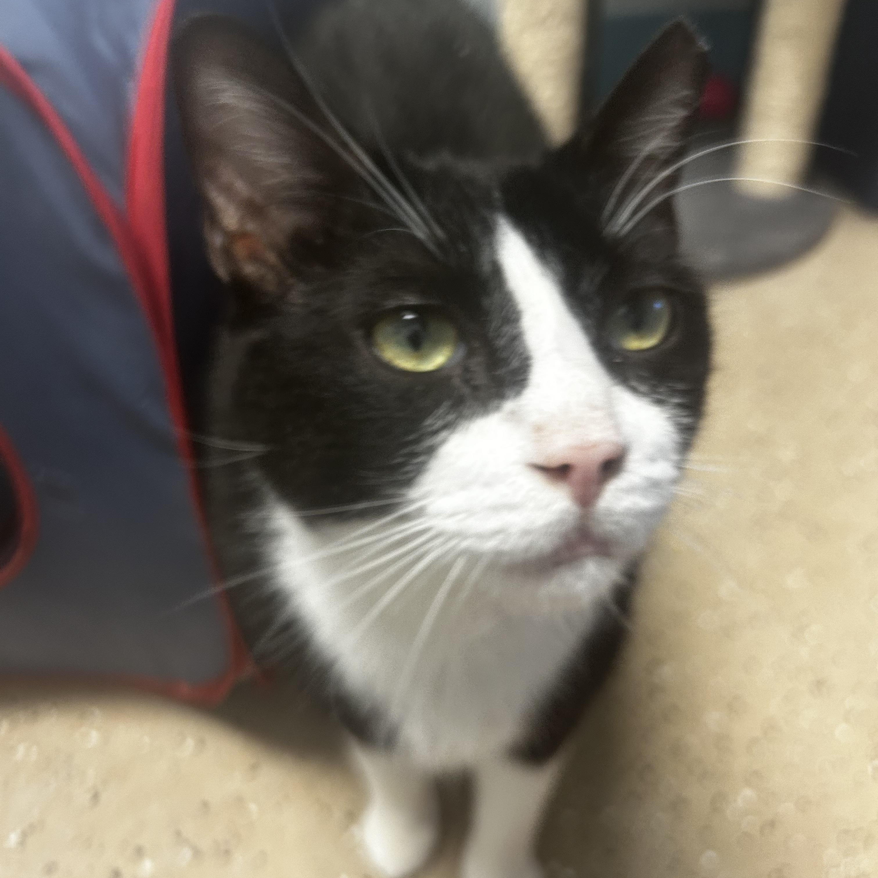 Sonic - CHOW HOUND, Adoptable, Adult Male Domestic Short Hair.