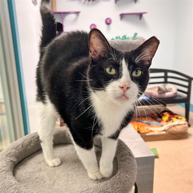 Sonic - CHOW HOUND, a Adoptable Domestic Short Hair in Grand Rapids, MI image 6/6