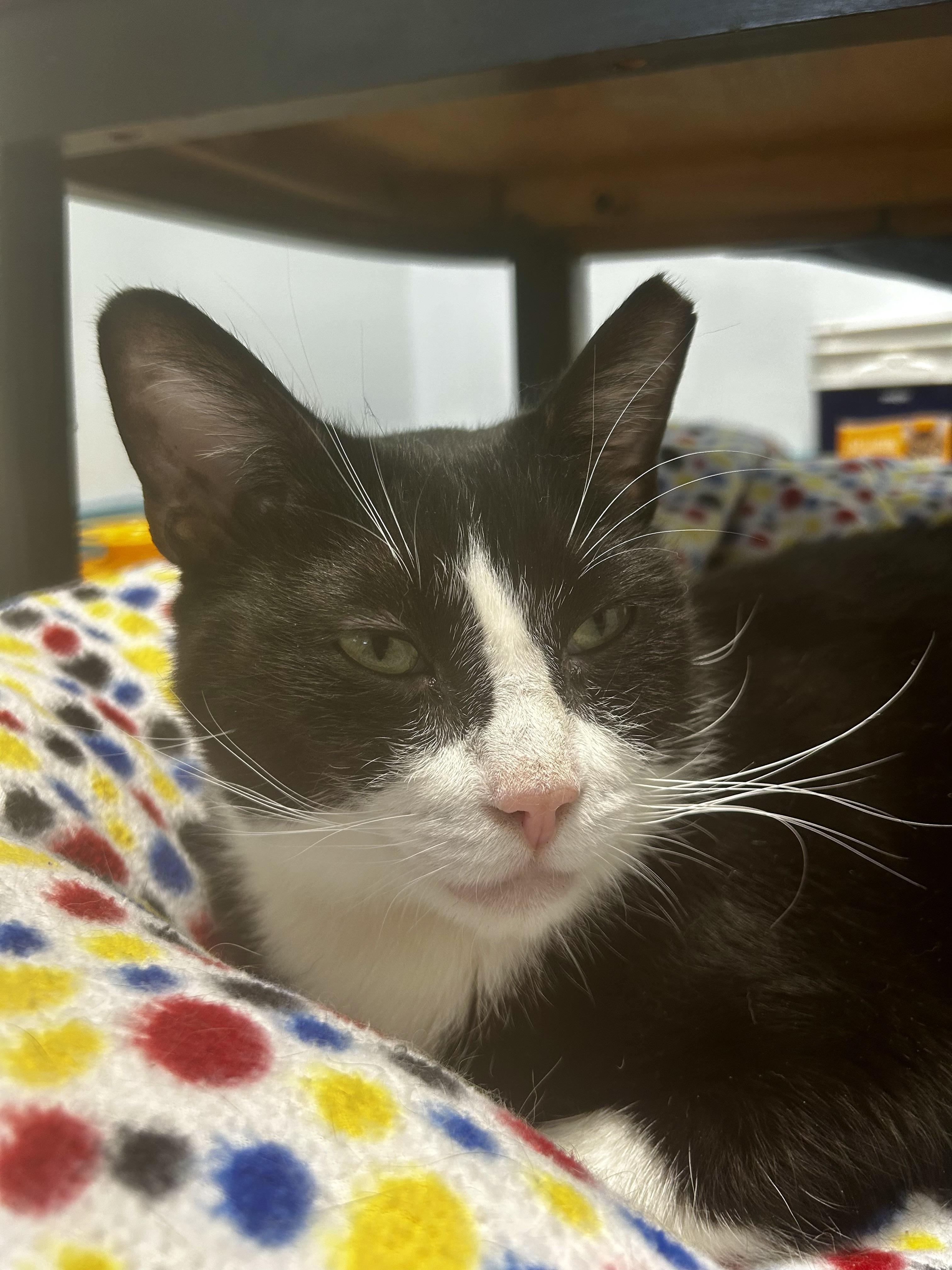 Sonic - CHOW HOUND, a Adoptable Domestic Short Hair in Grand Rapids, MI image 2/6