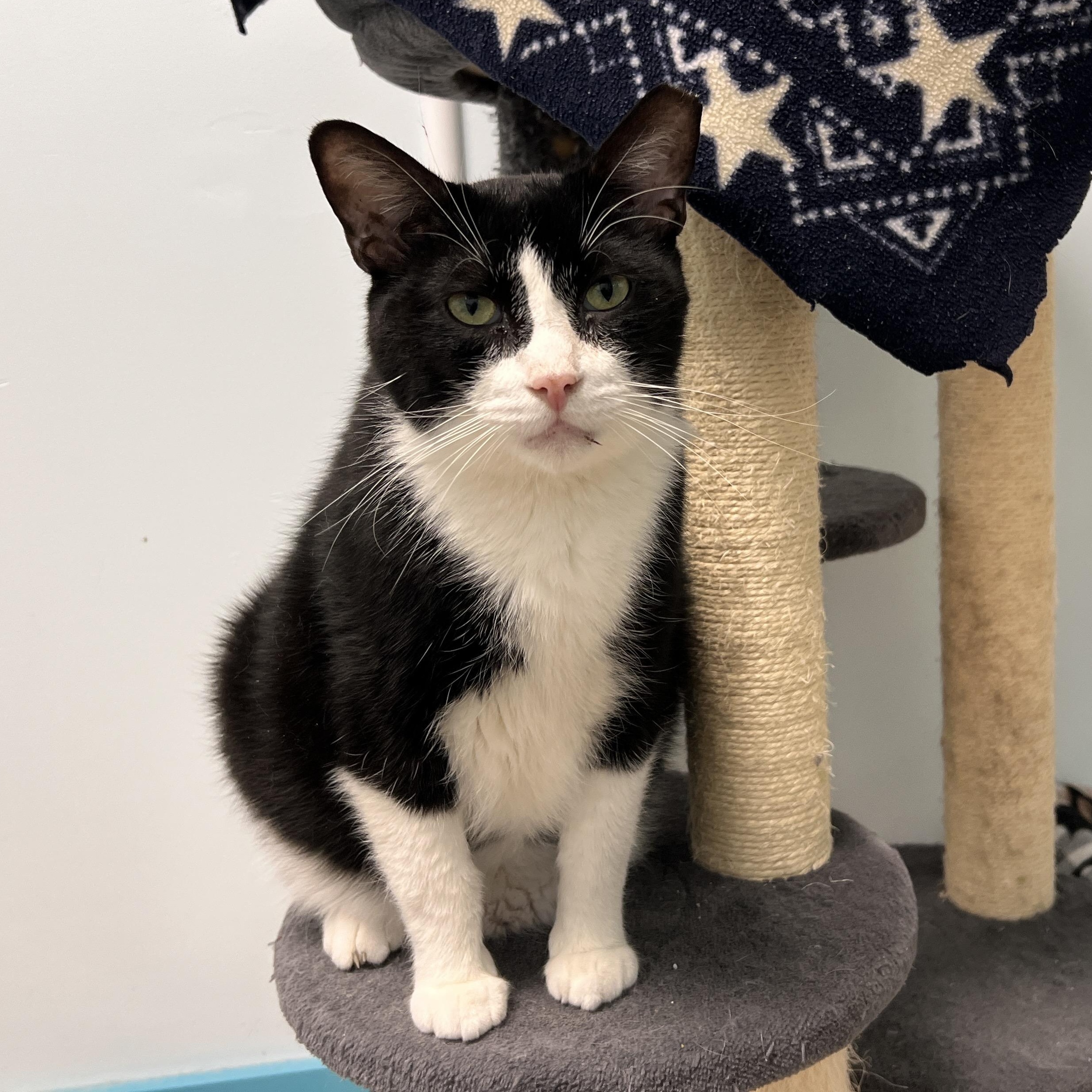 Sonic - CHOW HOUND, a Adoptable Domestic Short Hair in Grand Rapids, MI image 4/6