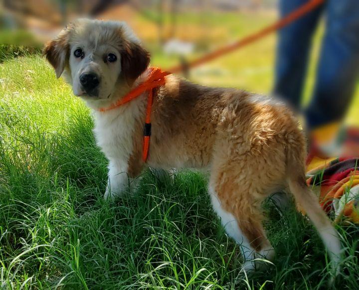 Enlarge Otis, a Adopted mixed breed in Bakersfield, CA image 1/2