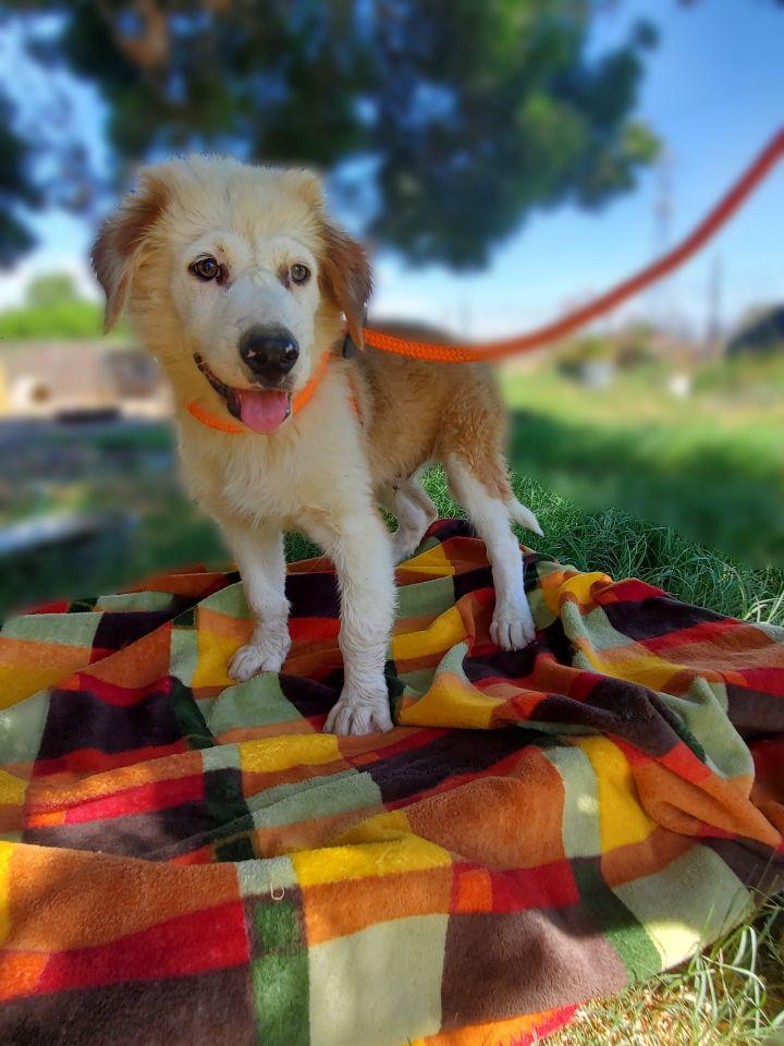 Enlarge Otis, a Adopted mixed breed in Bakersfield, CA image 2/2