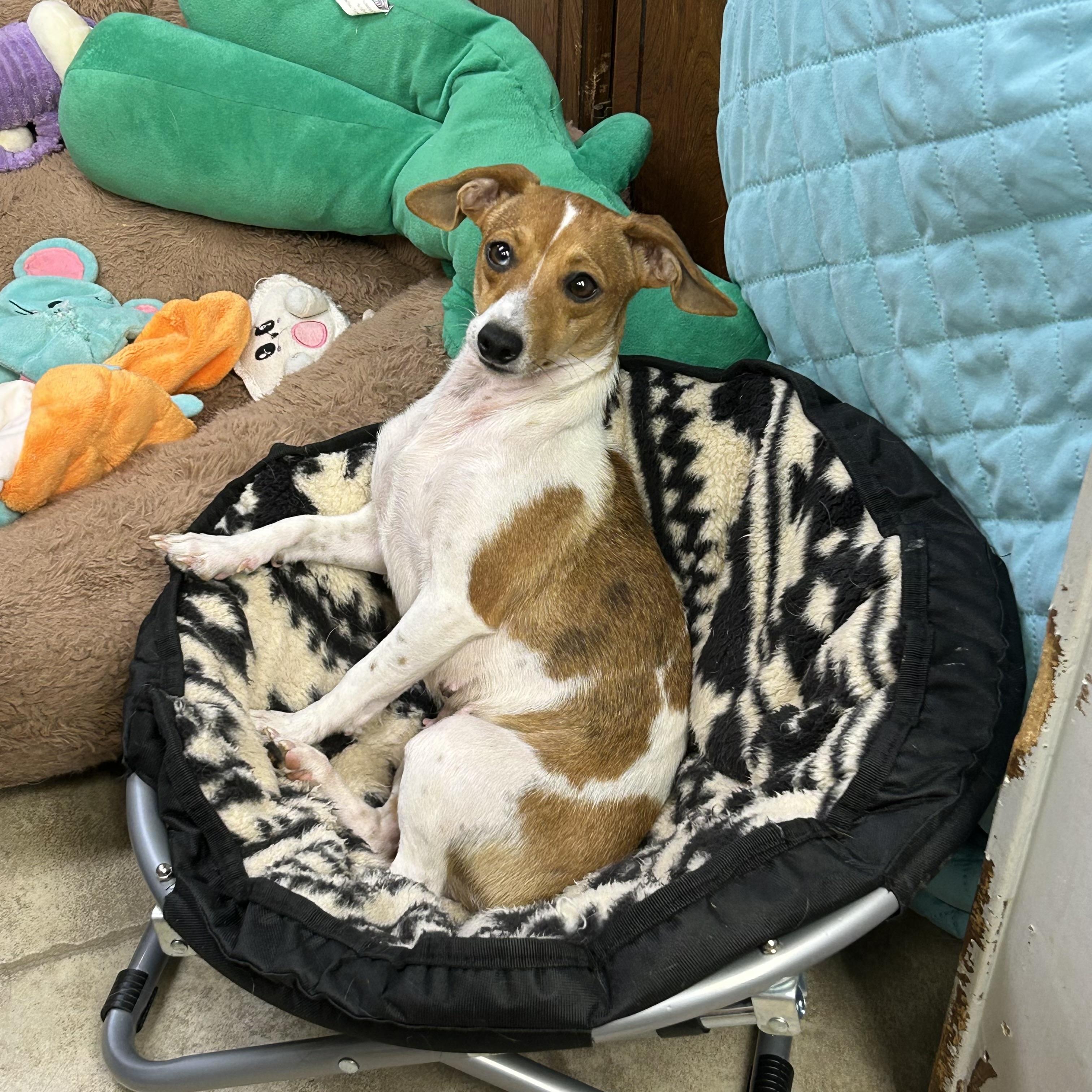 Enlarge Candy, a Adoptable mixed breed in Chickasha, OK image 1/1