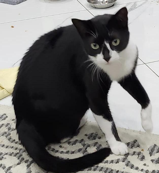 Bobo, Adult Male unknown