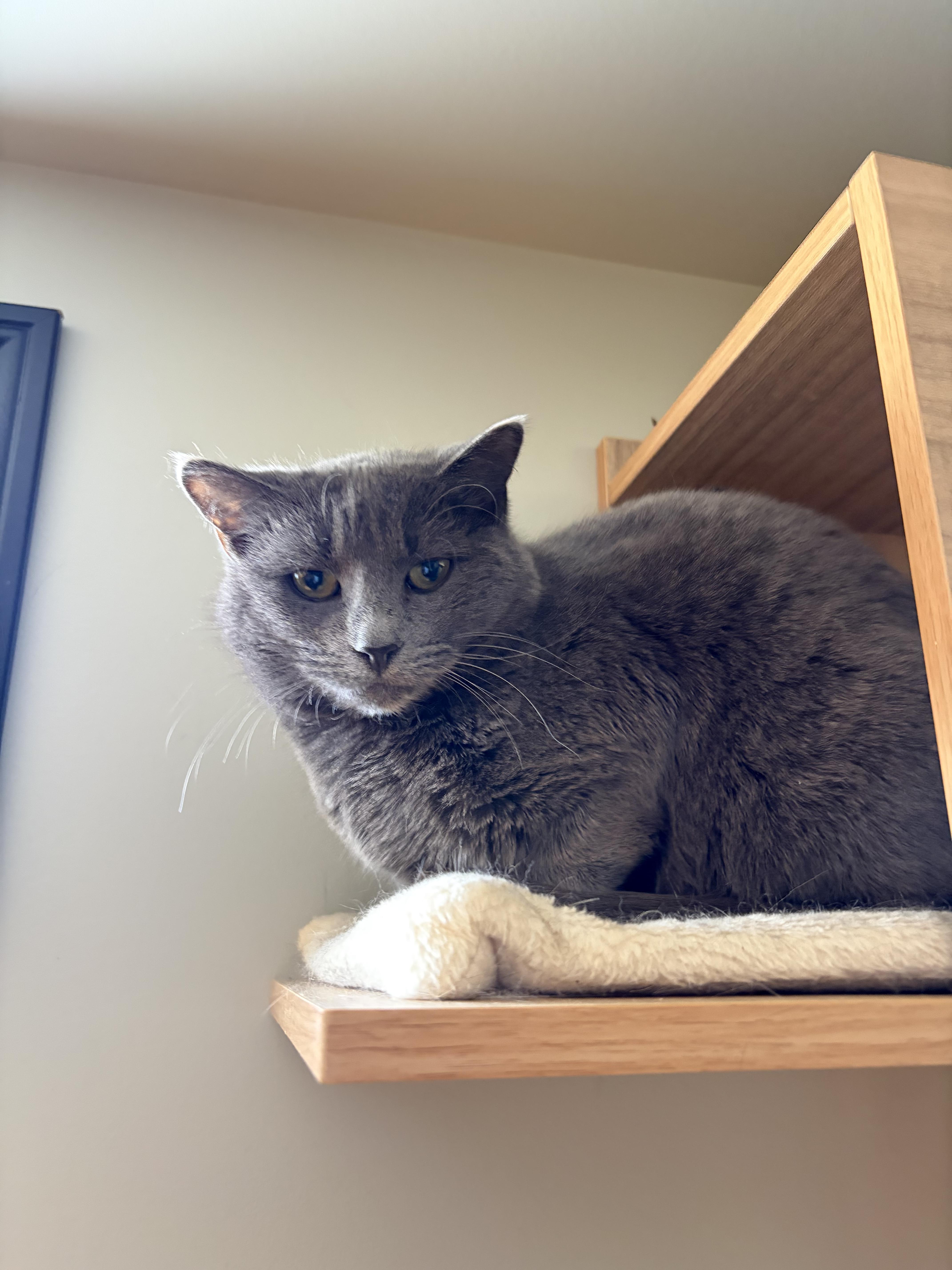 Katie, Adoptable, Adult Female Domestic Short Hair.