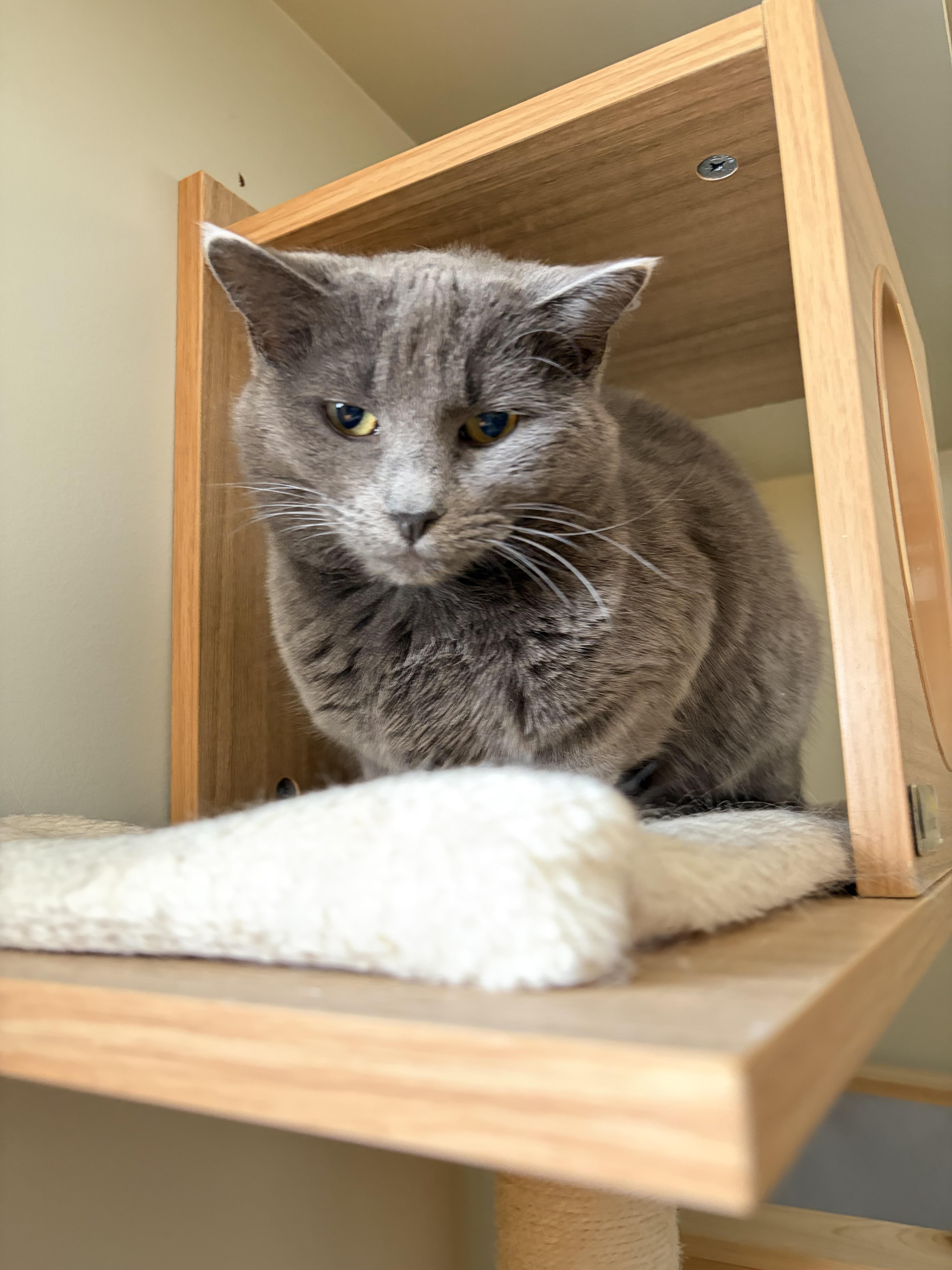 Katie, Adoptable, Adult Female Domestic Short Hair.