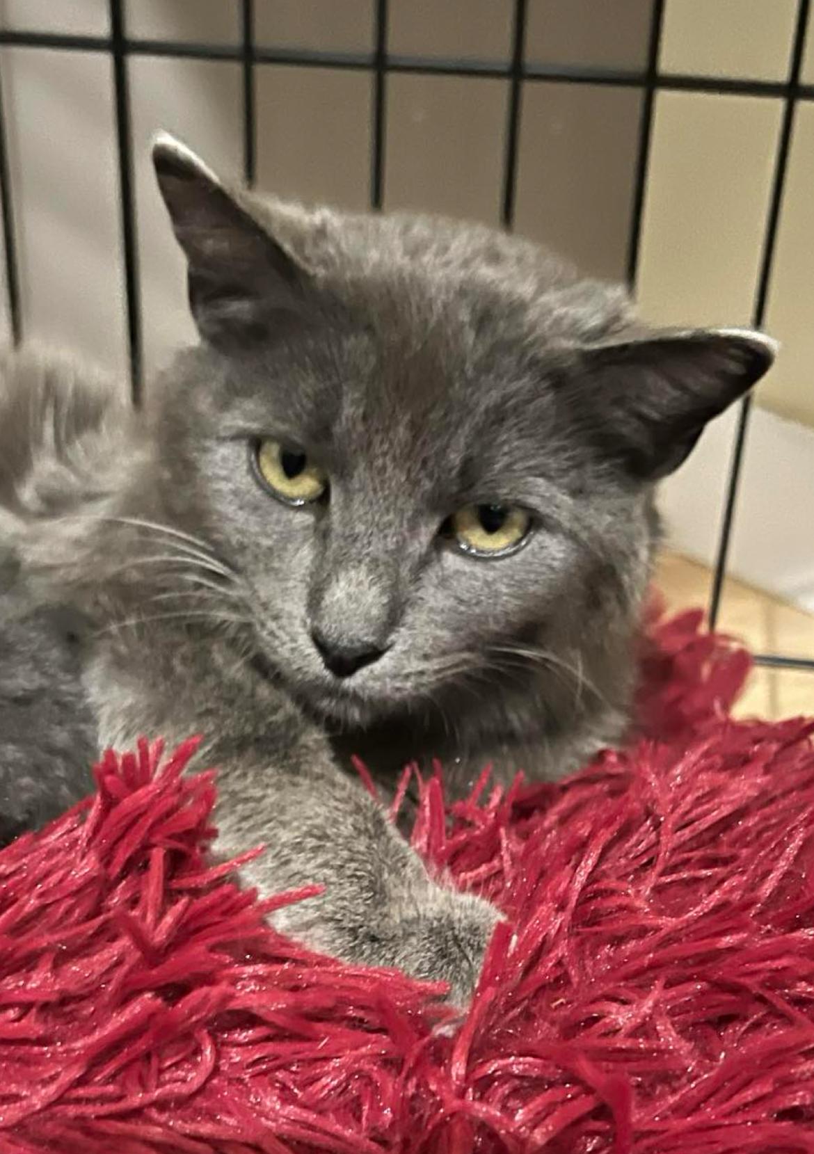 Enlarge Katie, a Adoptable mixed breed in Steinbach, MB image 2/6