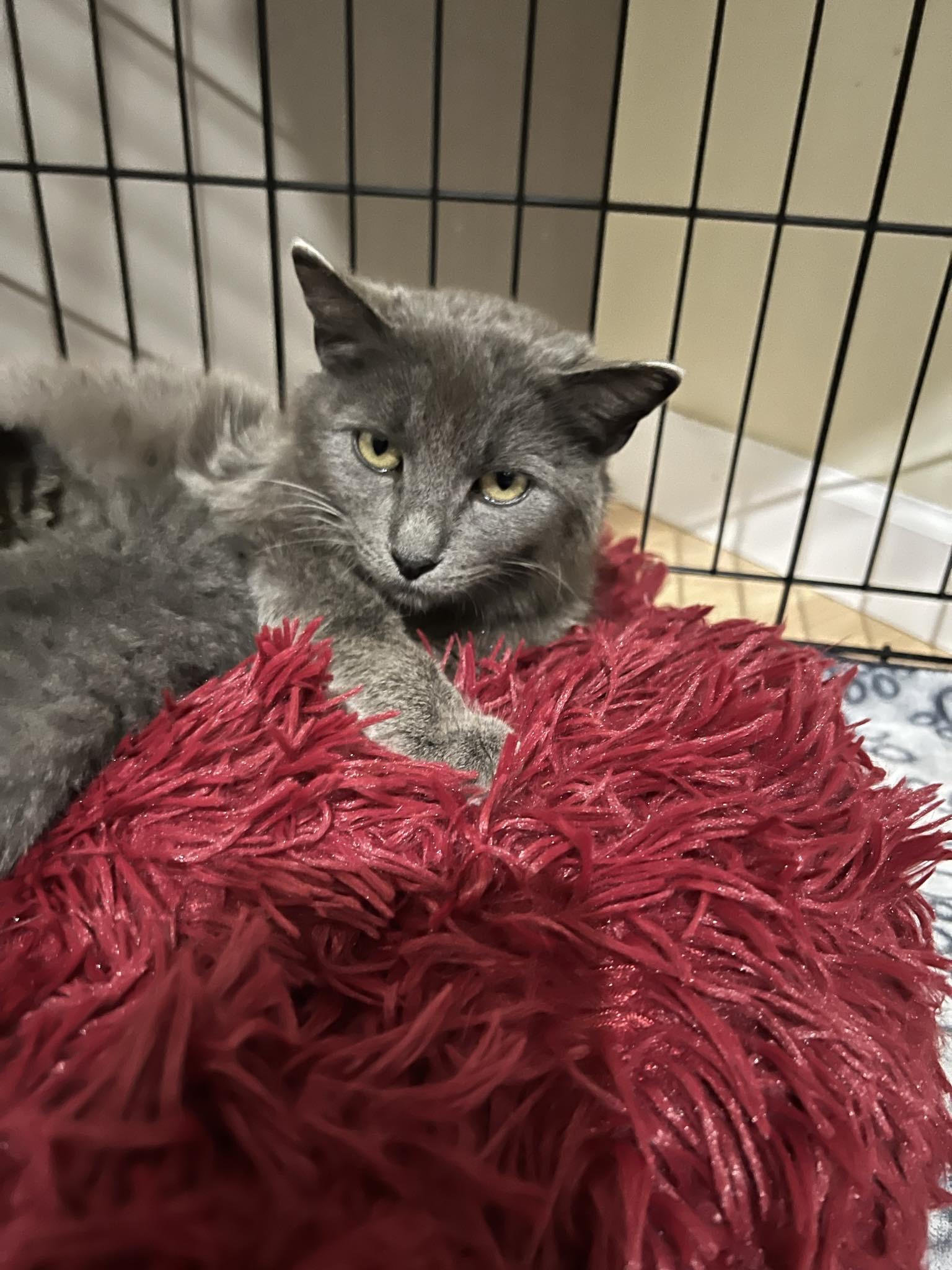 Enlarge Katie, a Adoptable mixed breed in Steinbach, MB image 3/6