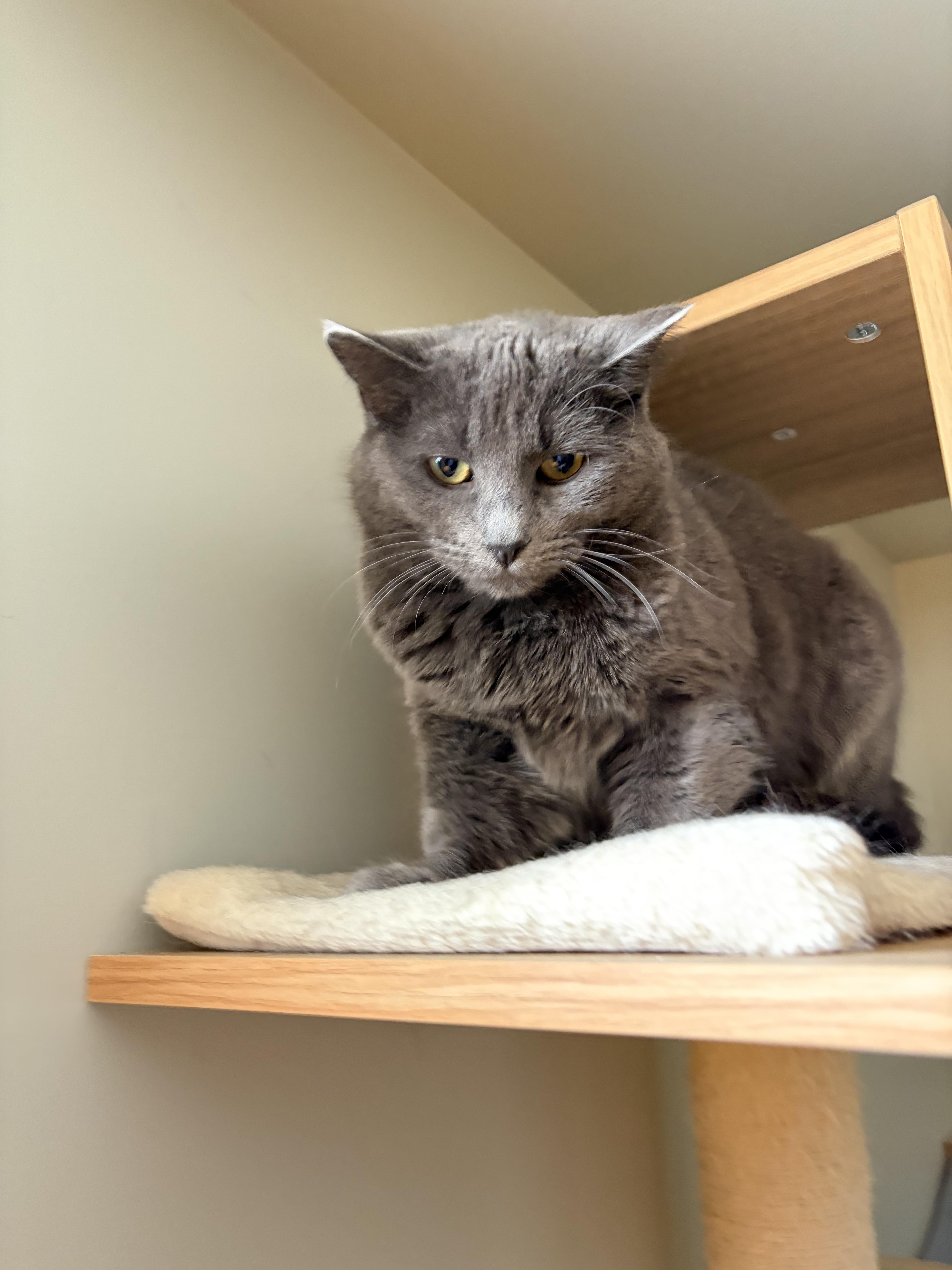 Enlarge Katie, a Adoptable mixed breed in Steinbach, MB image 4/6