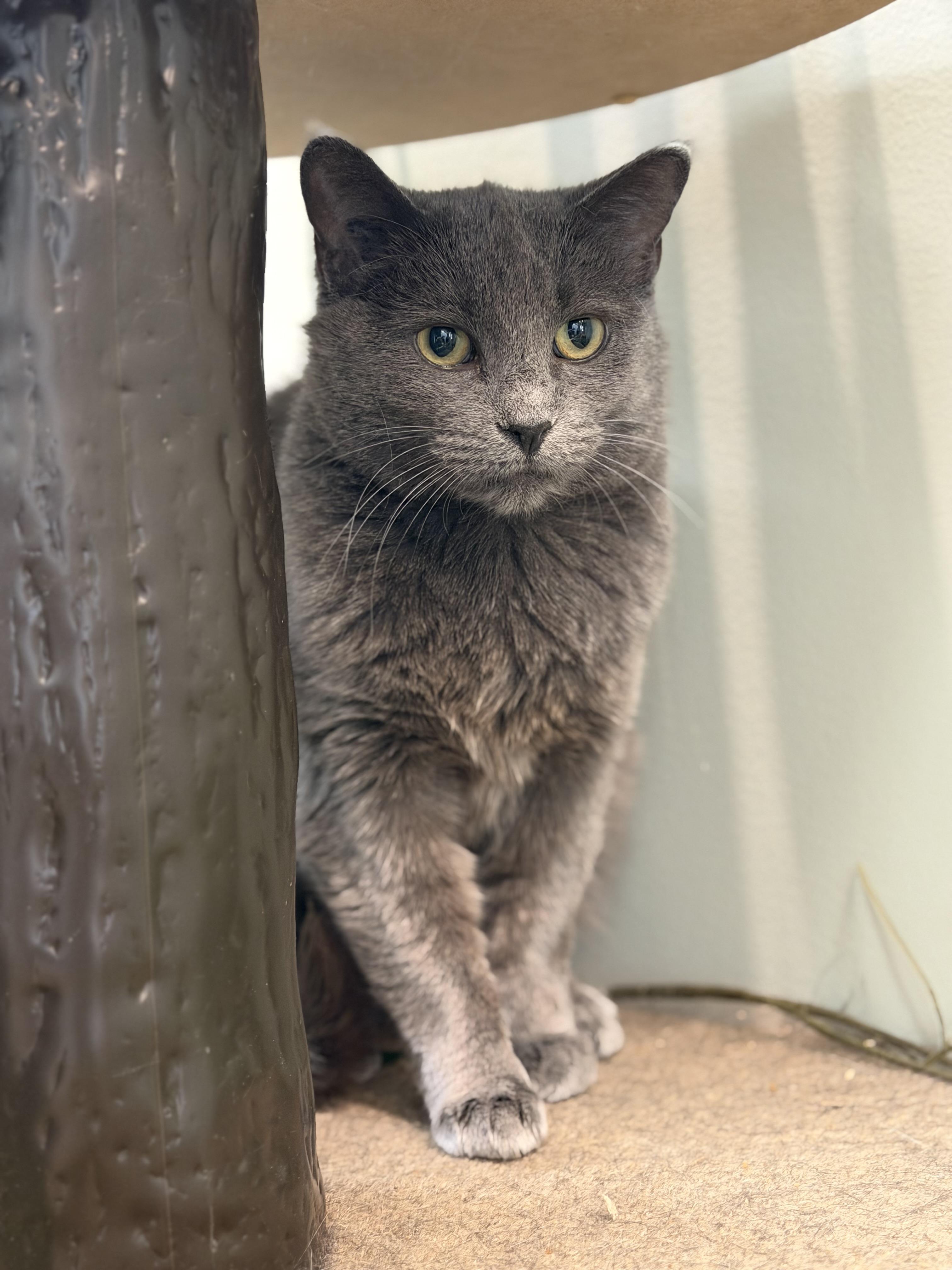 Enlarge Katie, a Adoptable mixed breed in Steinbach, MB image 4/6