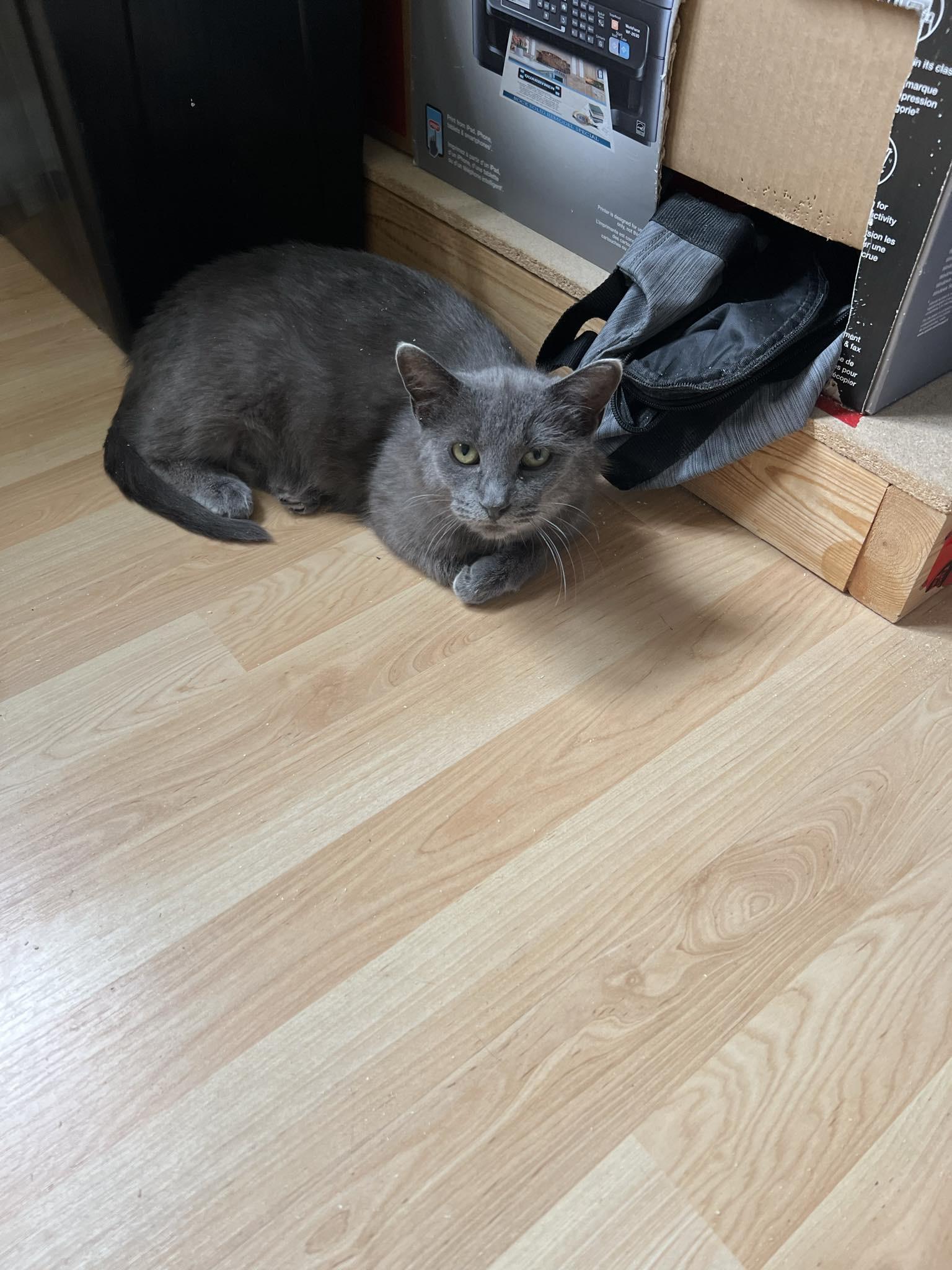 Enlarge Katie, a Adoptable mixed breed in Steinbach, MB image 5/6