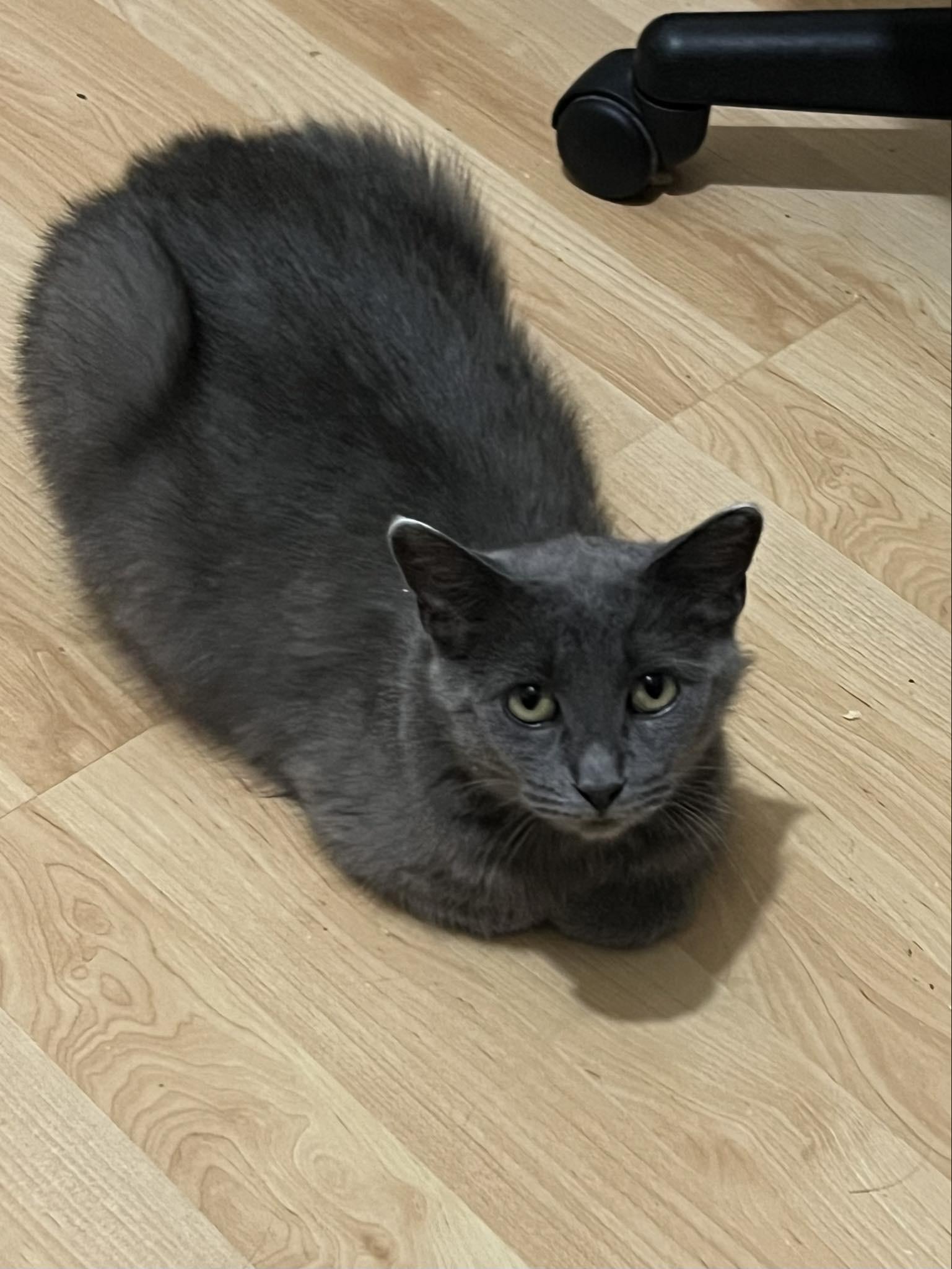 Enlarge Katie, a Adoptable mixed breed in Steinbach, MB image 6/6