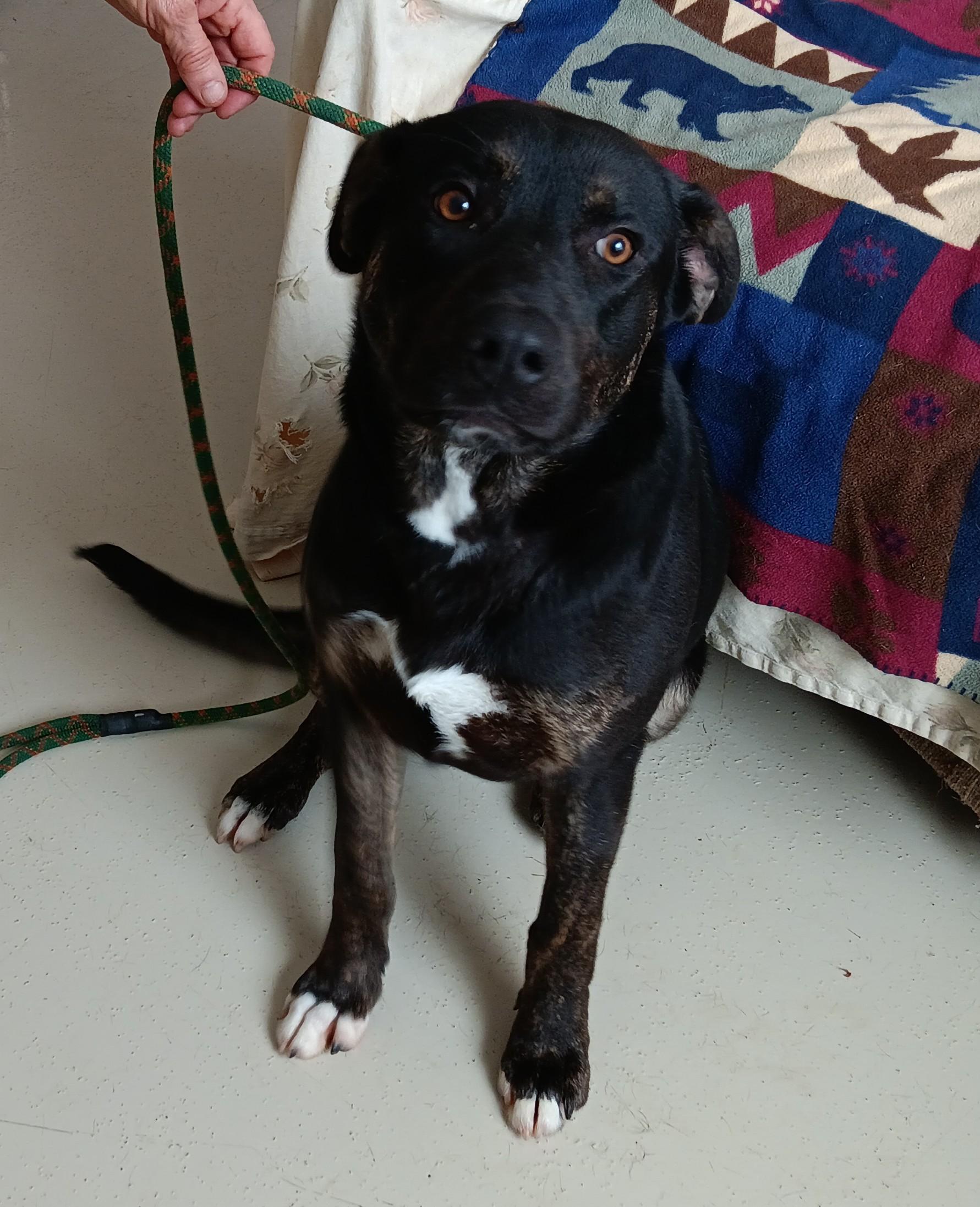 Deke, Adult Male unknown