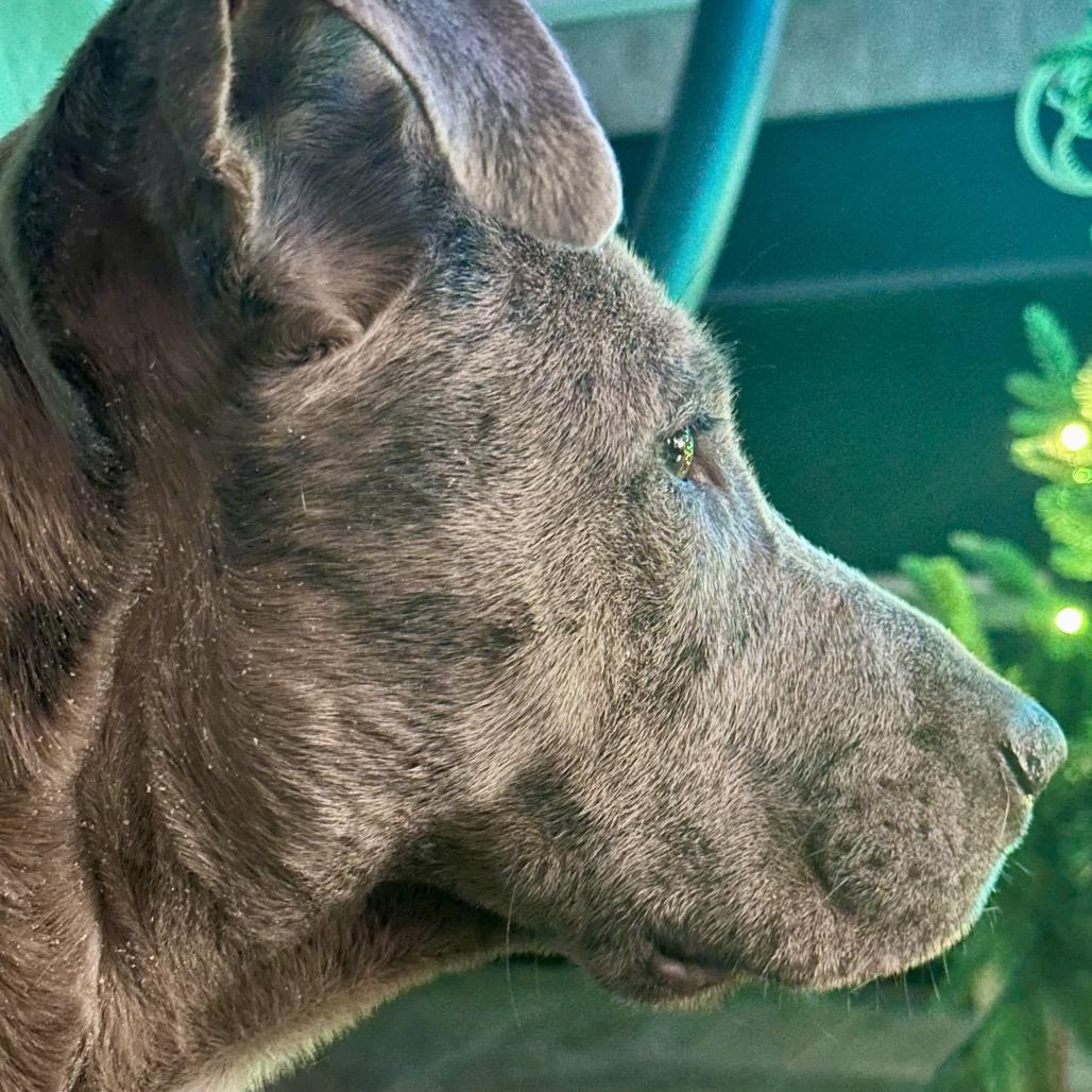 Sage, Adoptable, Adult Female Catahoula Leopard Dog & Mixed Breed.