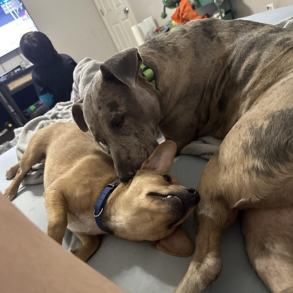 Enlarge Sage, a Adoptable mixed breed in Memphis, TN image 2/5