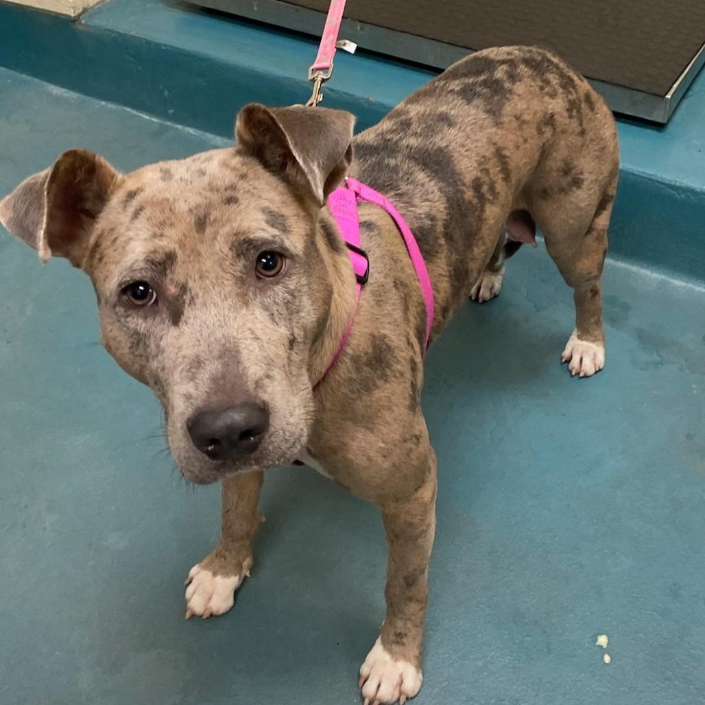 NYLA, Adoptable, Young Female Mixed Breed.