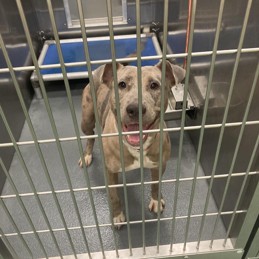 Enlarge NYLA, a Adoptable Mixed Breed in Memphis, TN image 2/2