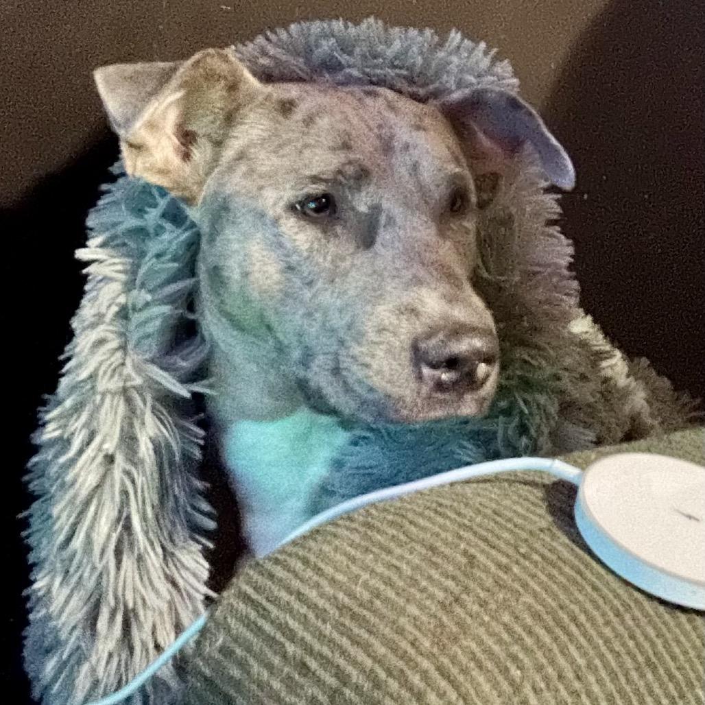 Enlarge Sage, a Adoptable mixed breed in Memphis, TN image 5/5