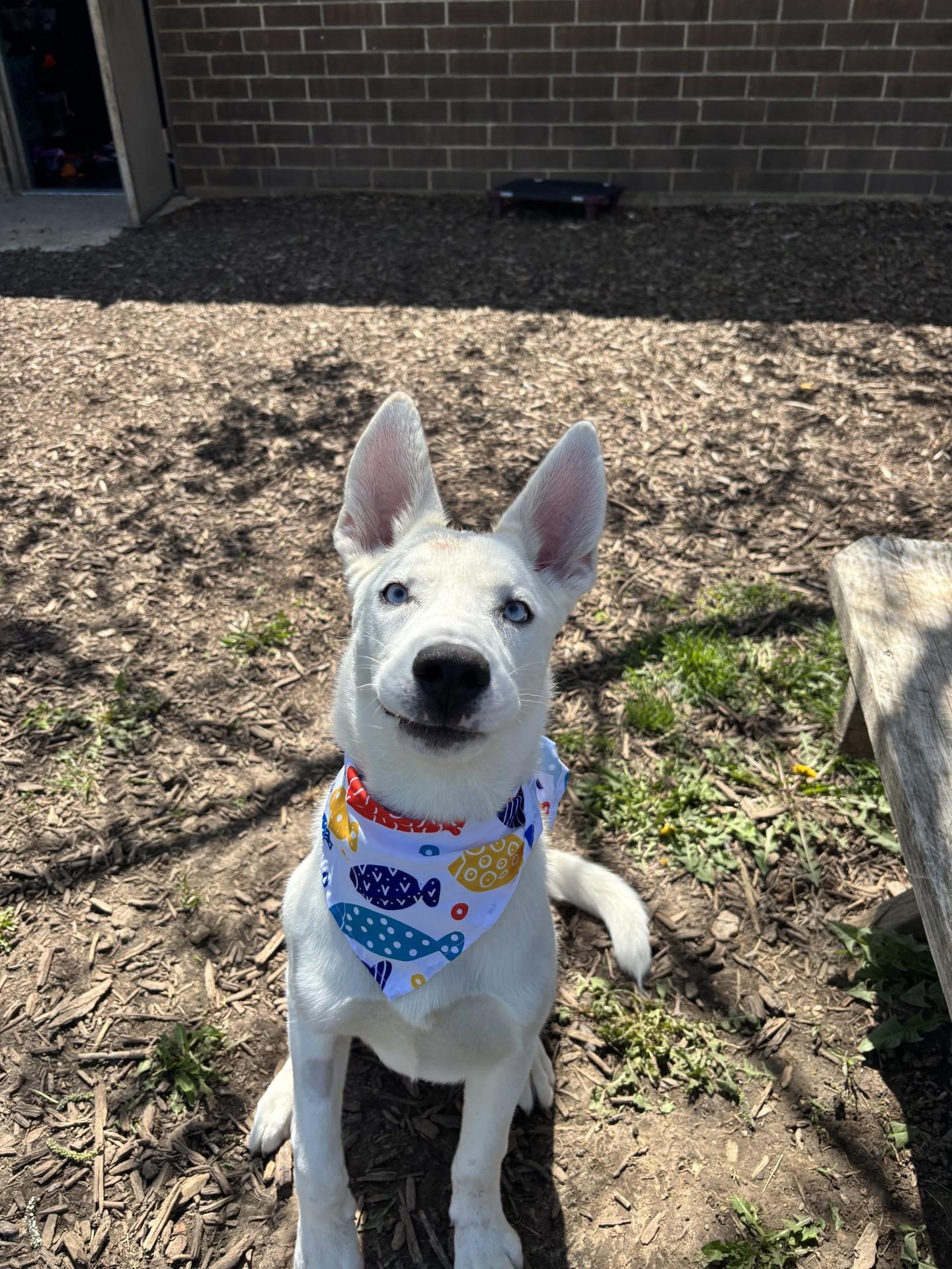 Hunter, ADOPTABLE, Young Male German Shepherd Dog & Husky.
