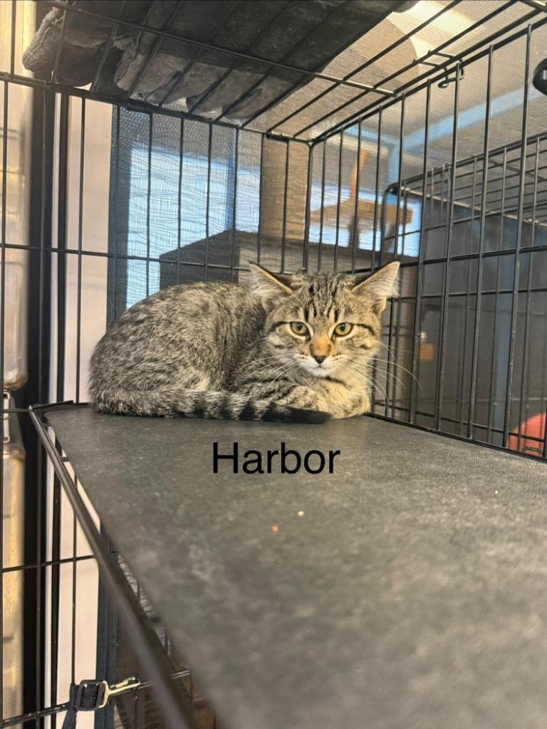 Harbor, Adoptable, Kitten Male Domestic Short Hair.