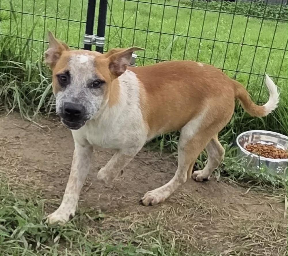 Enlarge Bolt, a Adoptable mixed breed in Irwin, PA image 1/6