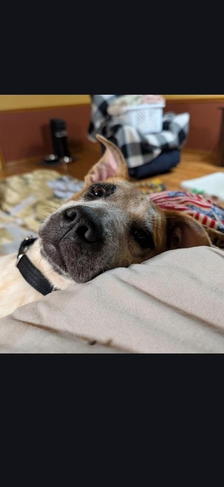 Enlarge Bolt, a Adoptable mixed breed in Irwin, PA image 2/6